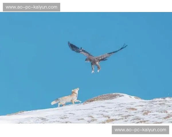 蓝桥铁血遇上巴尔干之鹰：一场跨越时空的意志巅峰对决